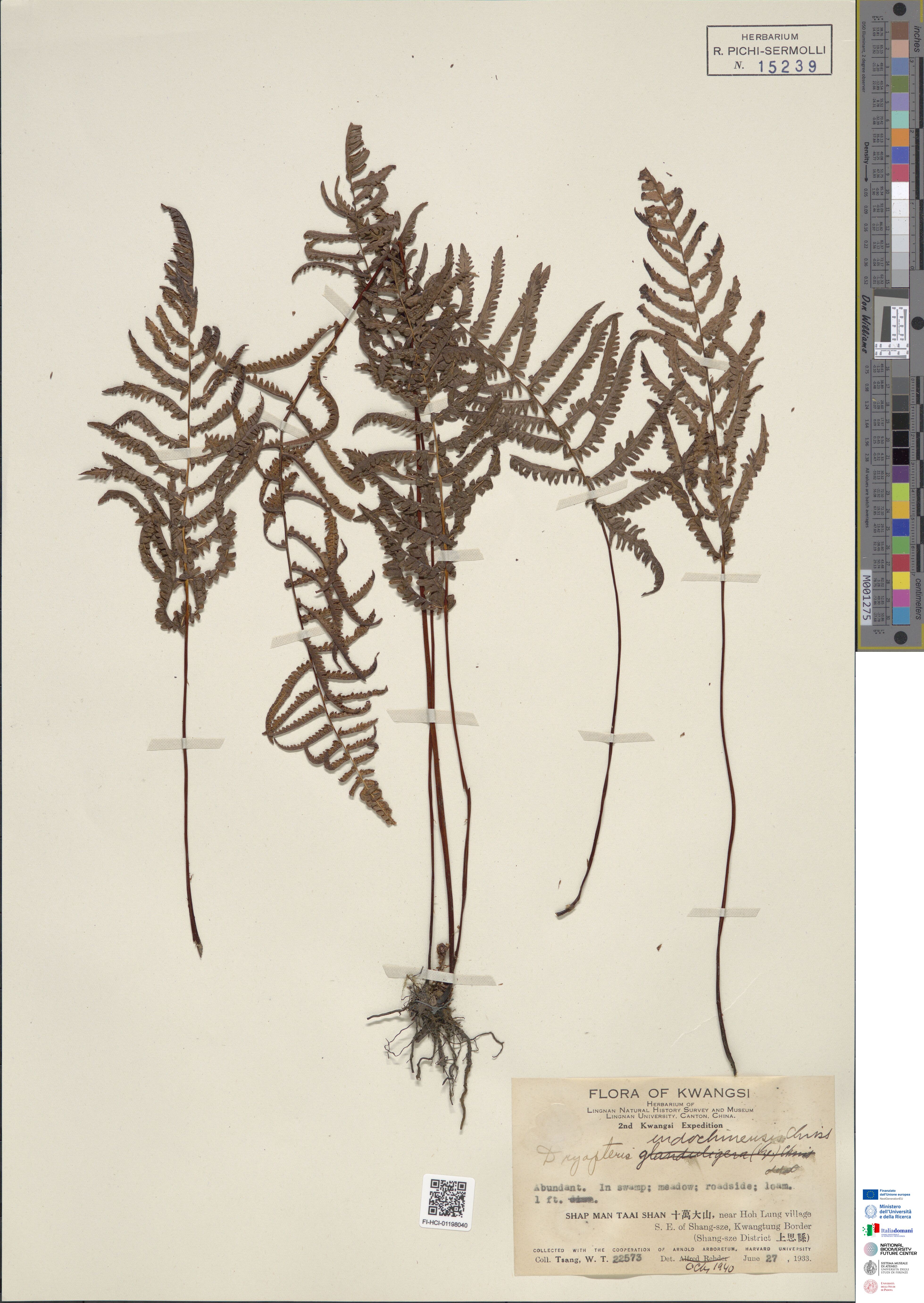 Coryphopteris indochinensis (Coryphopteris indochinensis)