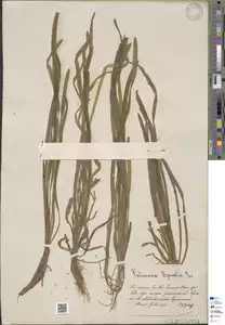 Specimen FI-HCI-00016718
