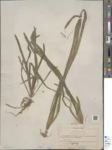 Specimen FI-HCI-00016710