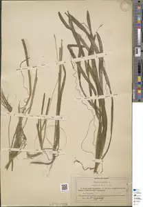 Specimen FI-HCI-00016716