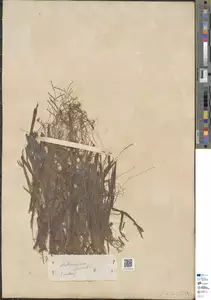 Specimen FI-HCI-00016709