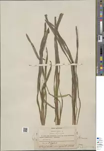 Specimen FI-HCI-00016705