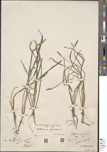Specimen FI-HCI-00016749